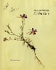Rosa Luxemburg's Herbarium