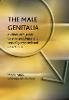 The Male Genitalia