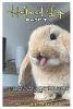 Holland Lop Rabbit