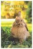 Raising Flemish Giant Rabbit
